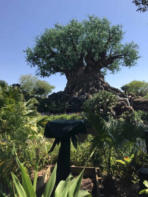 PHOTOS: Tree of Life Awakenings Projection Show is Expanding to the Back of the Animal Kingdom Icon