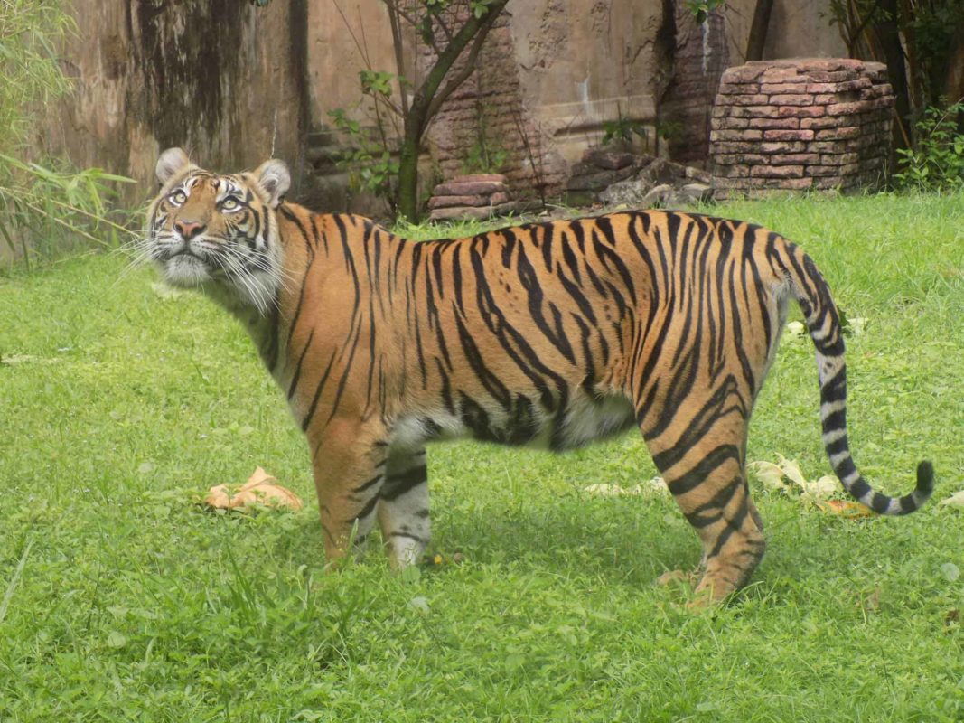 Baby Tiger Cubs are Coming This August to Disney's Animal Kingdom