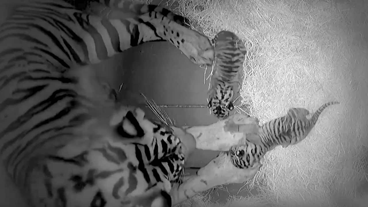 VIDEO: Sumatran Baby Tiger Cubs Born at Disney's Animal Kingdom