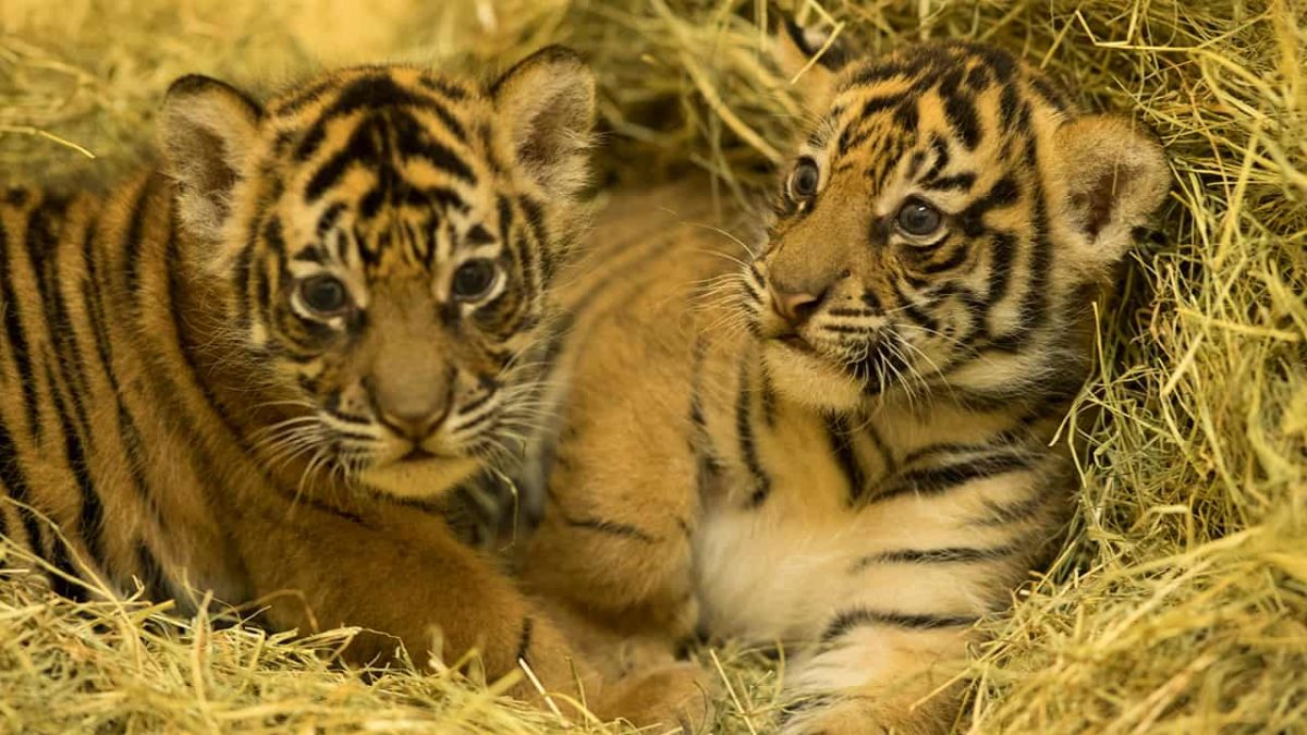 PHOTOS: Newborn Tiger Cubs at Animal Kingdom Revealed to be Girl and Boy