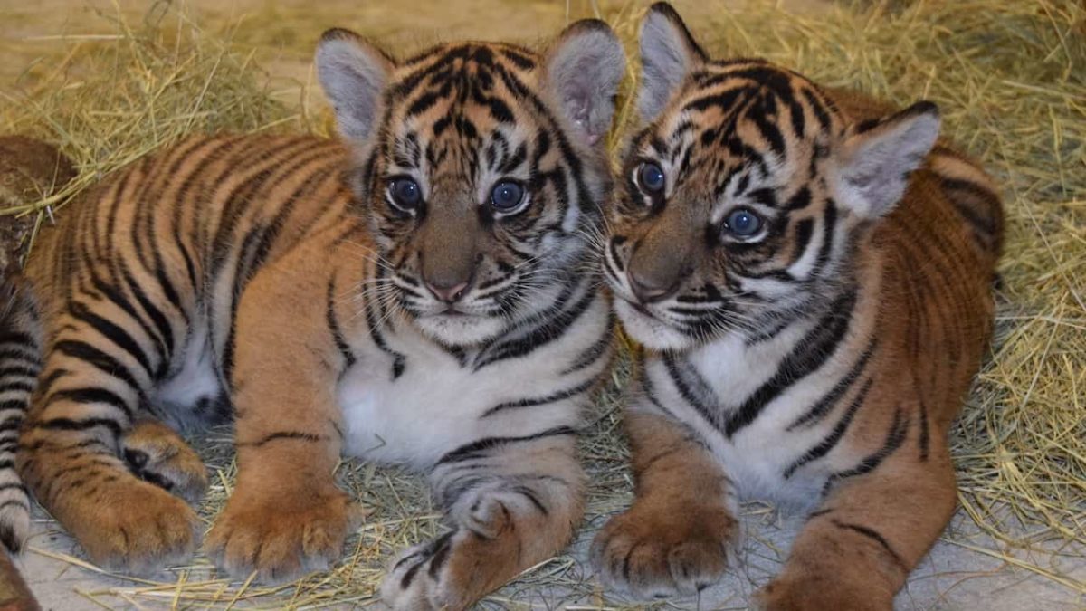 Disney Offers An Update on Sumatran Tiger Cubs at Animal Kingdom