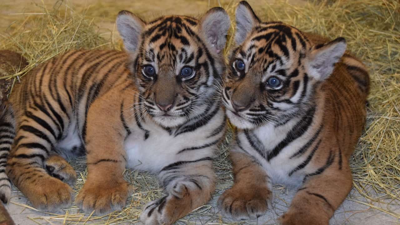 Disney Offers An Update on Sumatran Tiger Cubs at Animal Kingdom