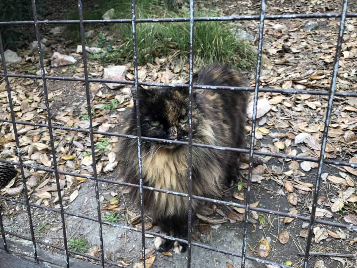 A photo of Francisco, one of the Disneyland cats, taken on April 30, 2018
