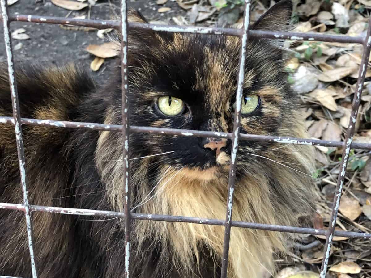 A close-up of Francisco the Disneyland cat, taken on May 7, 2018
