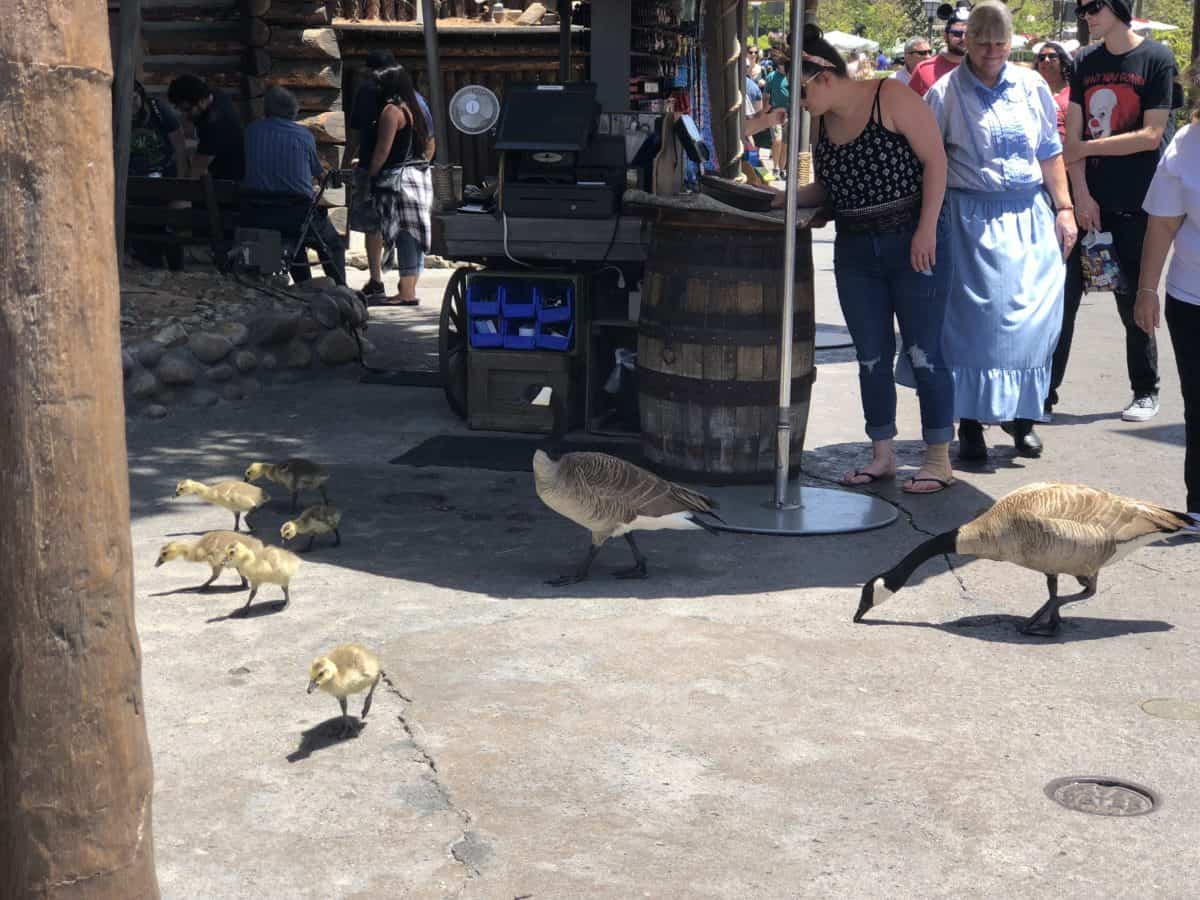 A pair of Canadian geese and their goslings in Frontierland in Disneyland, taken on May 10, 2018