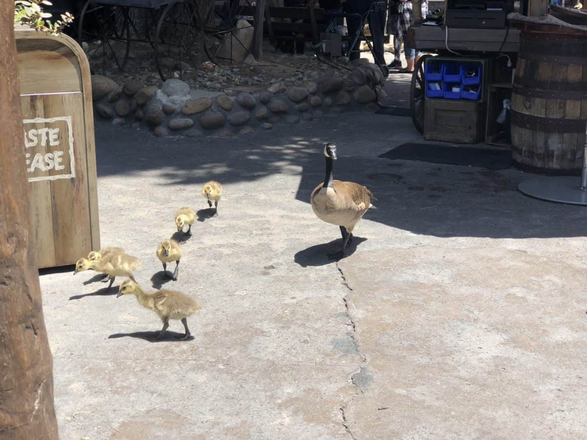 A pair of Canadian geese and their goslings in Frontierland in Disneyland, taken on May 10, 2018