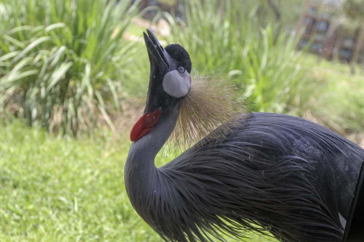 animal kingdom lodge bird viewing
