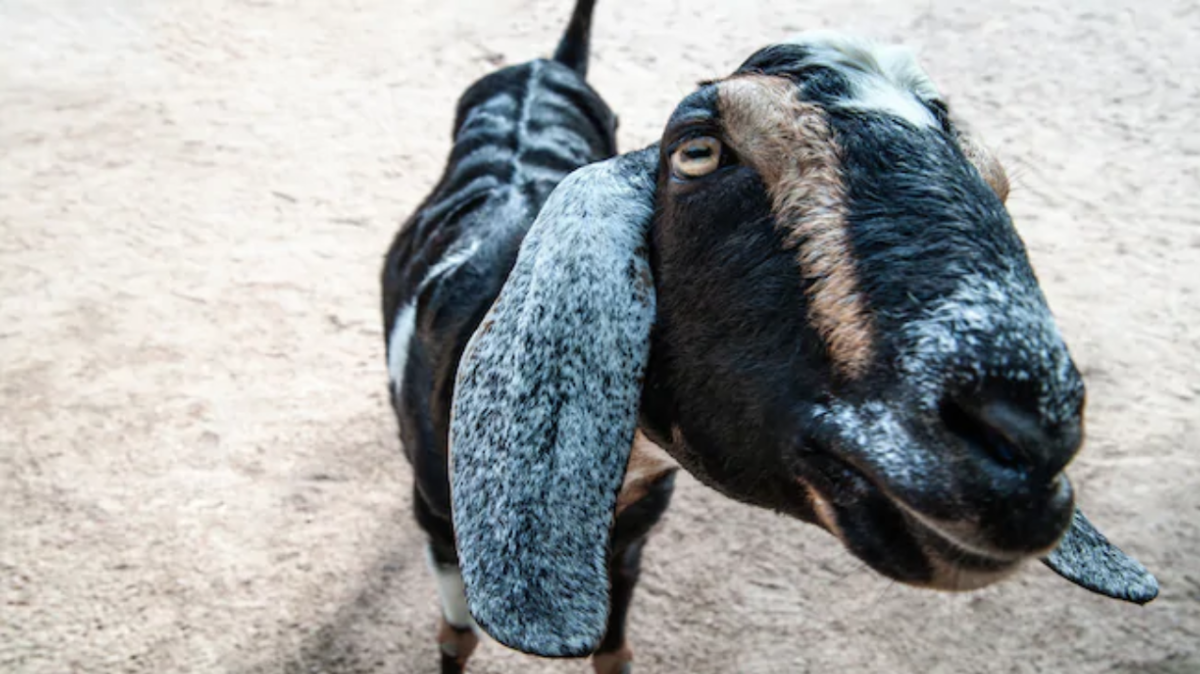 AK Affection Section - Goat