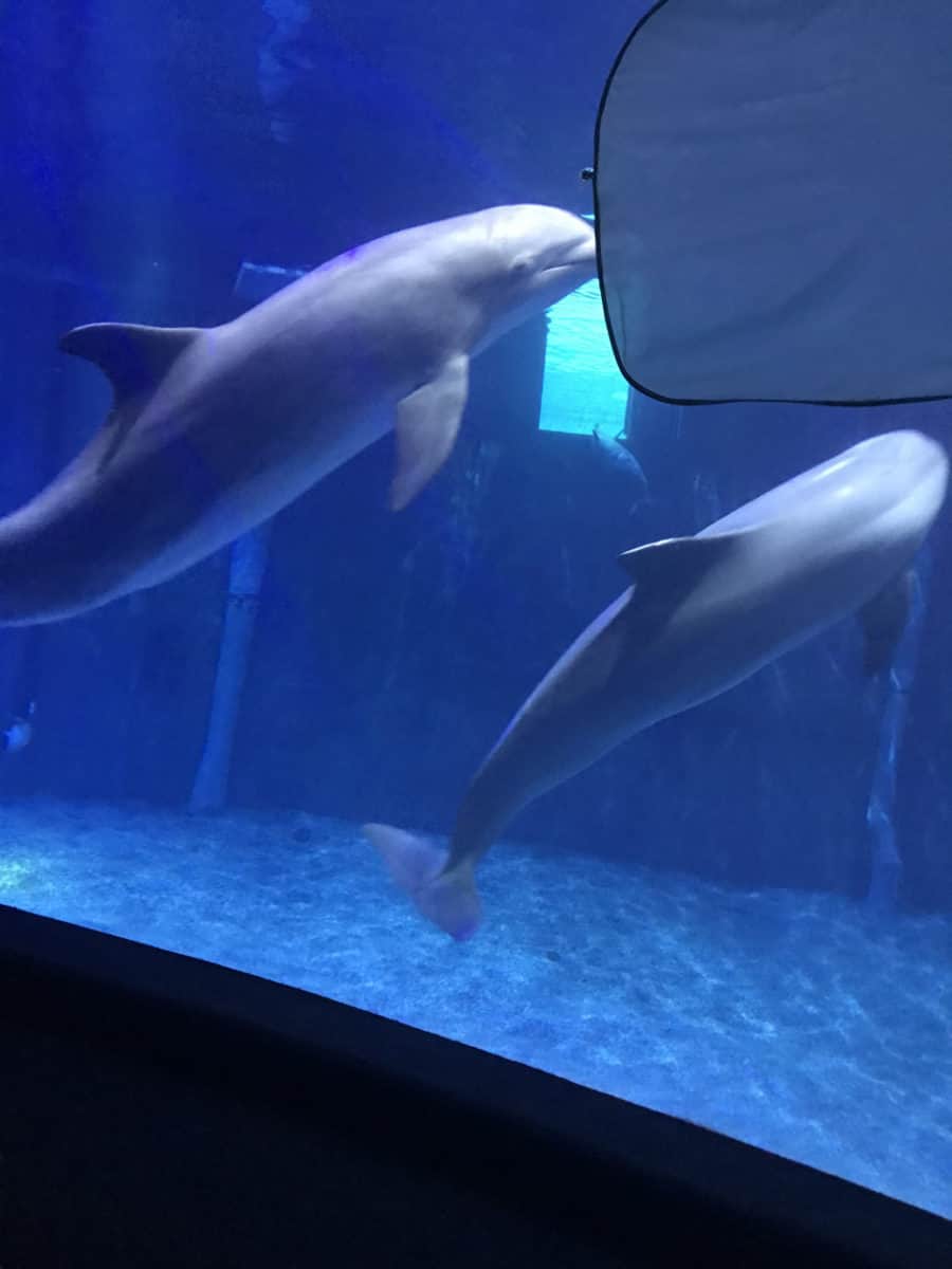Dolphins in Depth