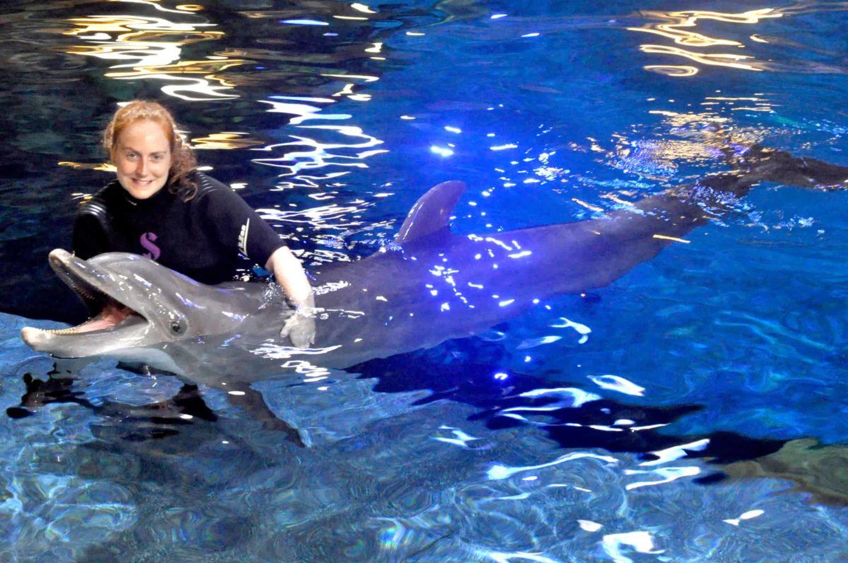 dolphins in depth