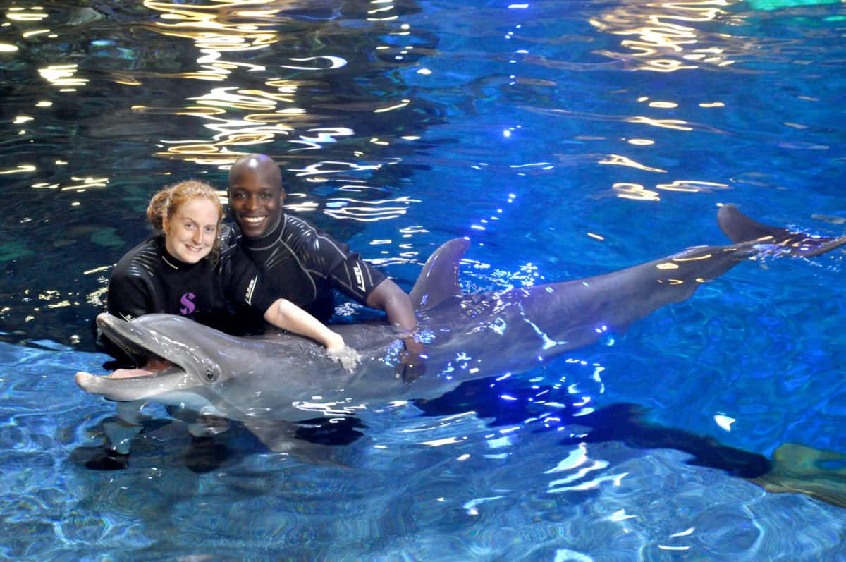 Dolphins in depth