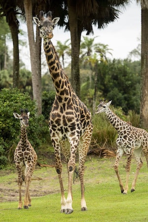 Amira the giraffe