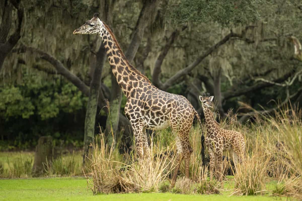 Amira the giraffe