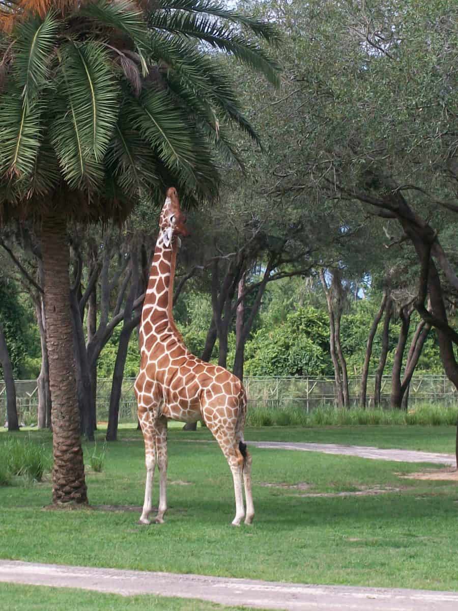 animal kingdom lodge giraffe