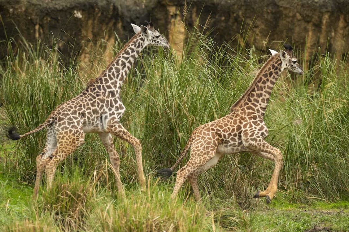 Amira the Giraffe