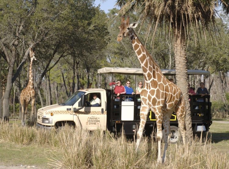 animal kingdom lodge safari tour