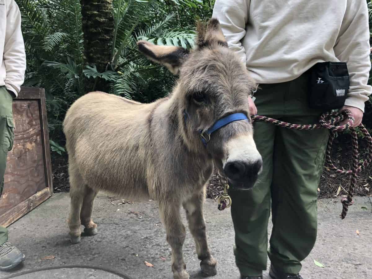 Animal Kingdom 1/15/19 (New Merchandise, Animal Encounters, and More!)