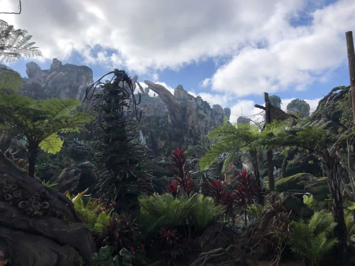 Animal Kingdom 1/15/19 (New Merchandise, Animal Encounters, and More!)
