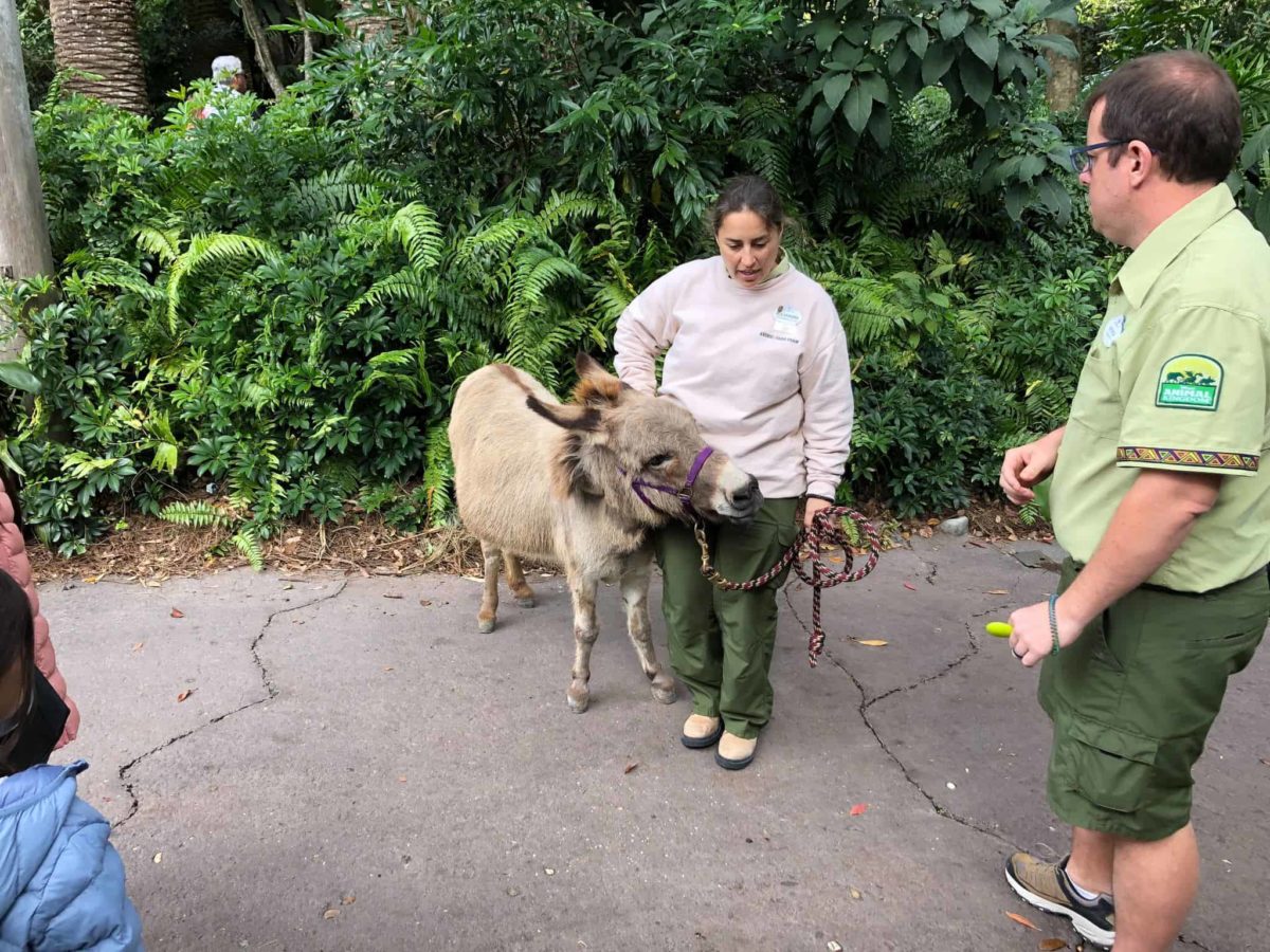 animal ambassador donkey jill