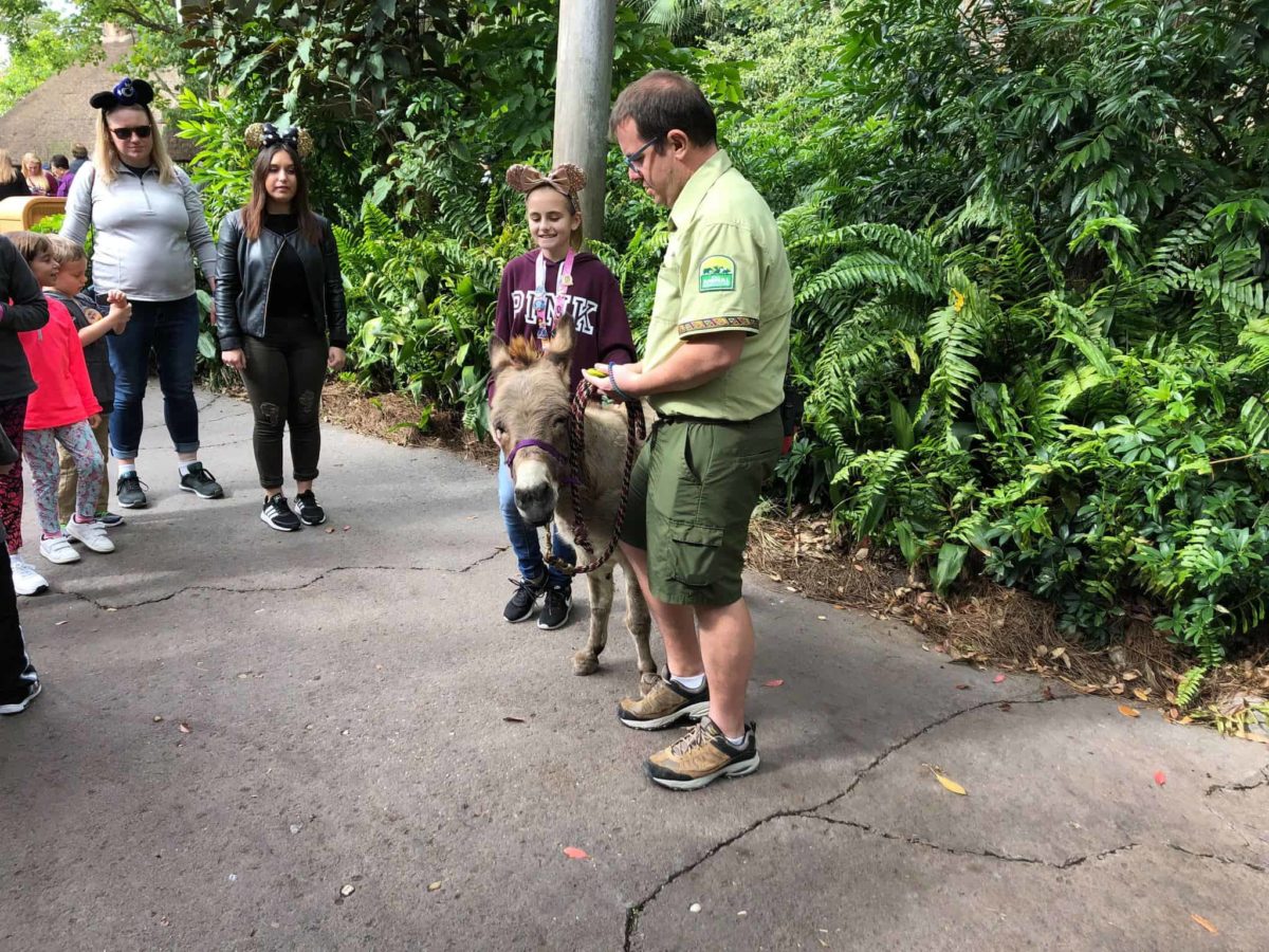 animal ambassador donkey jack