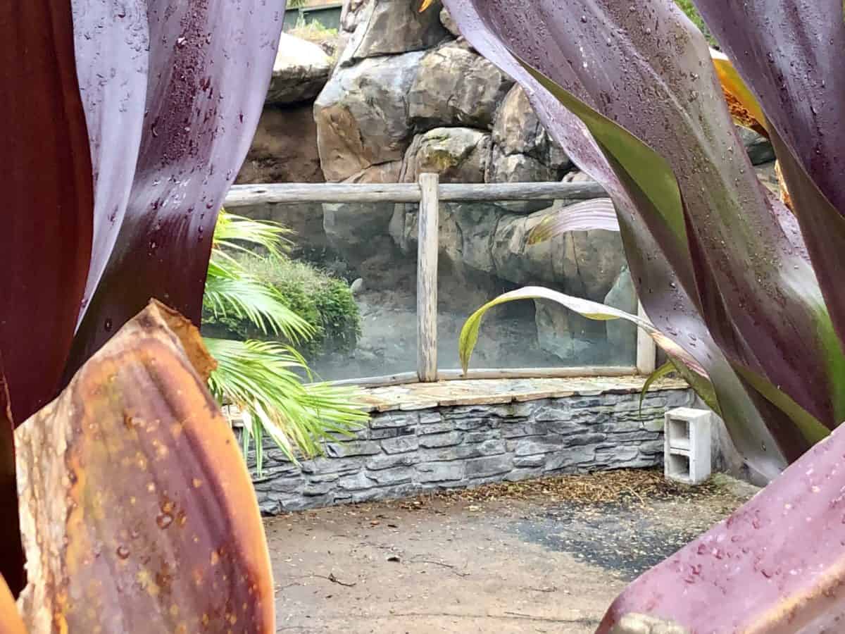 PHOTO REPORT Animal Kingdom Otter Exhibit Construction Kali River Rapids and More