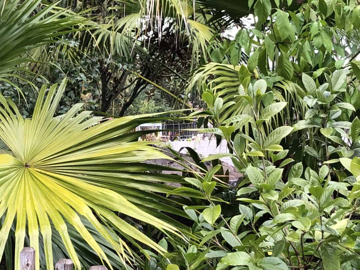 PHOTO REPORT Animal Kingdom Otter Exhibit Construction Kali River Rapids and More