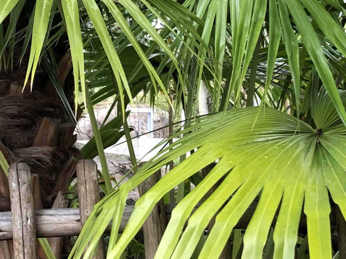 PHOTO REPORT Animal Kingdom Otter Exhibit Construction Kali River Rapids and More