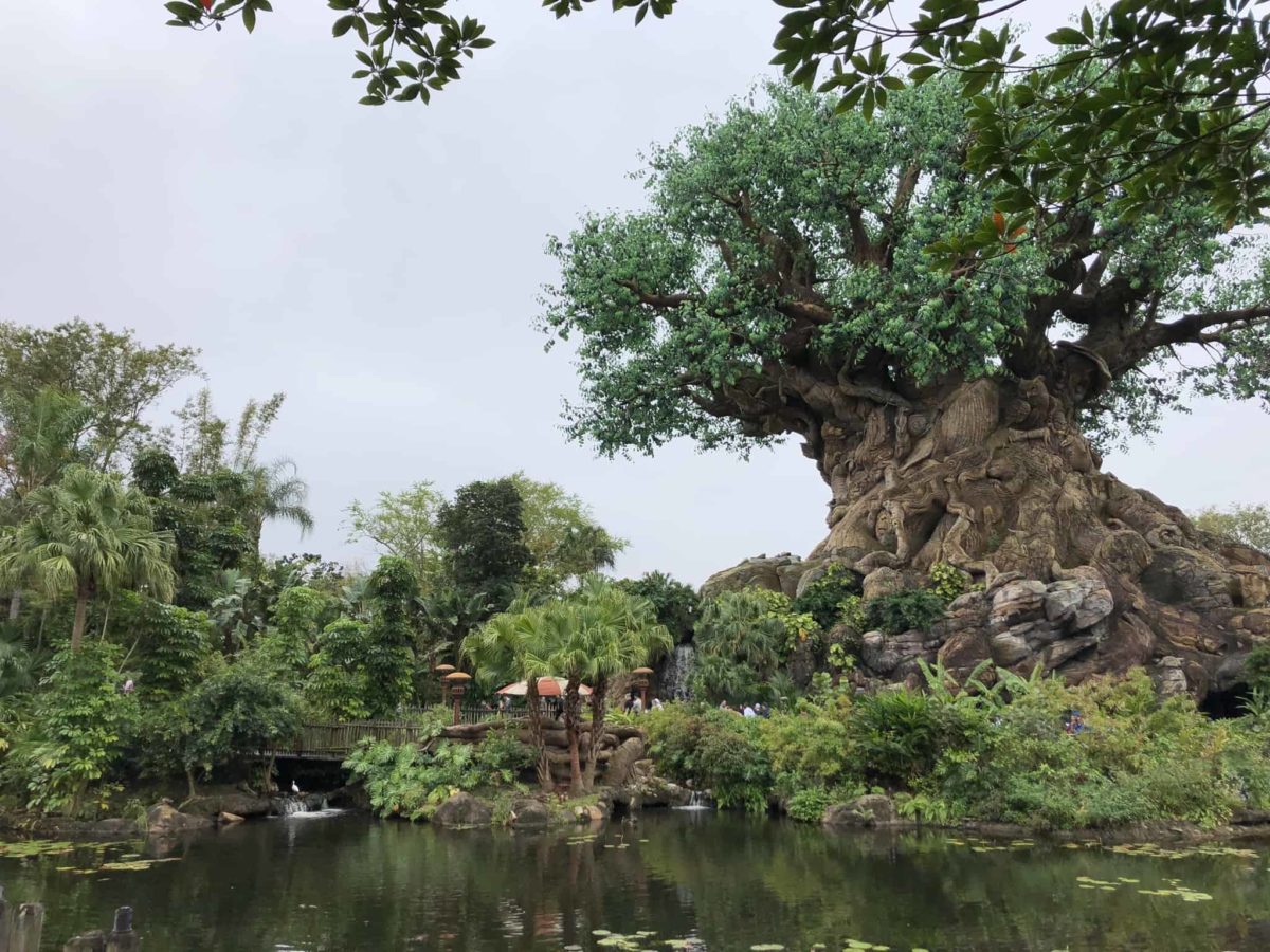 PHOTO REPORT Animal Kingdom Otter Exhibit Construction Kali River Rapids and More