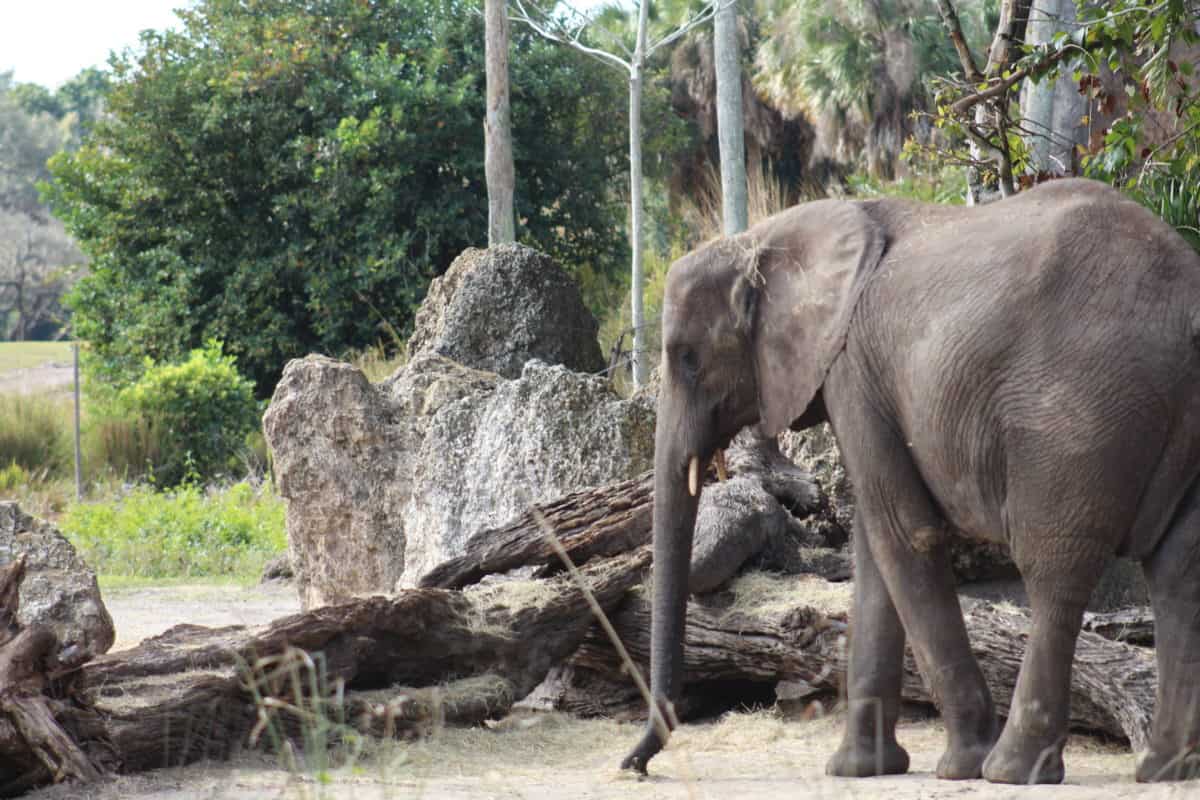 REVIEW Caring for Giants Tour Disney's Animal Kingdom