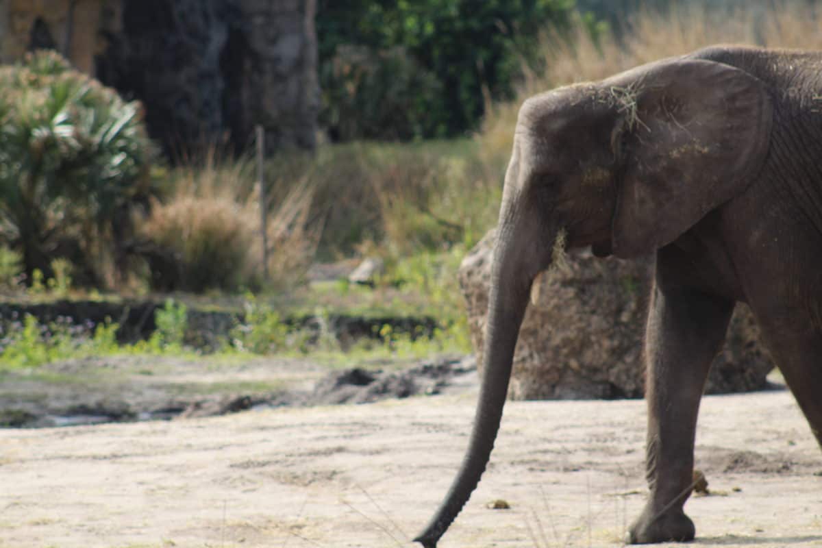 REVIEW Caring for Giants Tour Disney's Animal Kingdom