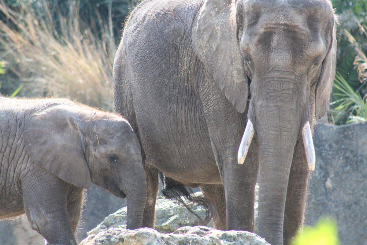 REVIEW Caring for Giants Tour Disney's Animal Kingdom