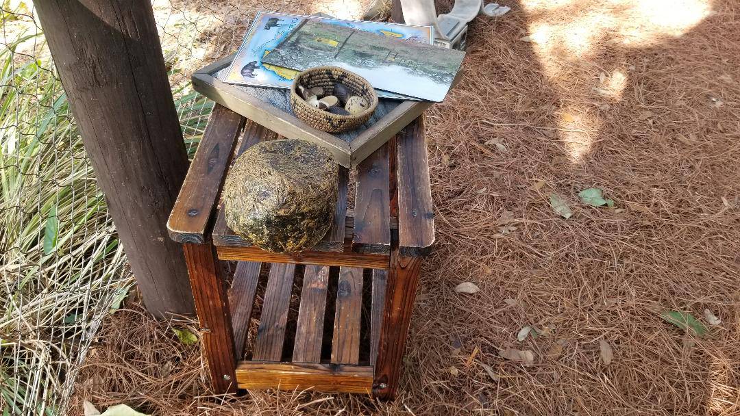 REVIEW Caring for Giants Tour Disney's Animal Kingdom