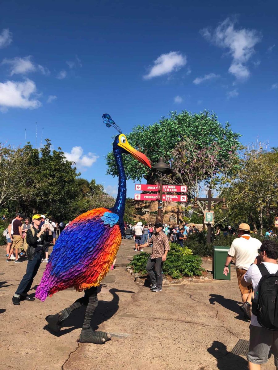 kevin up discovery island animal kingdom