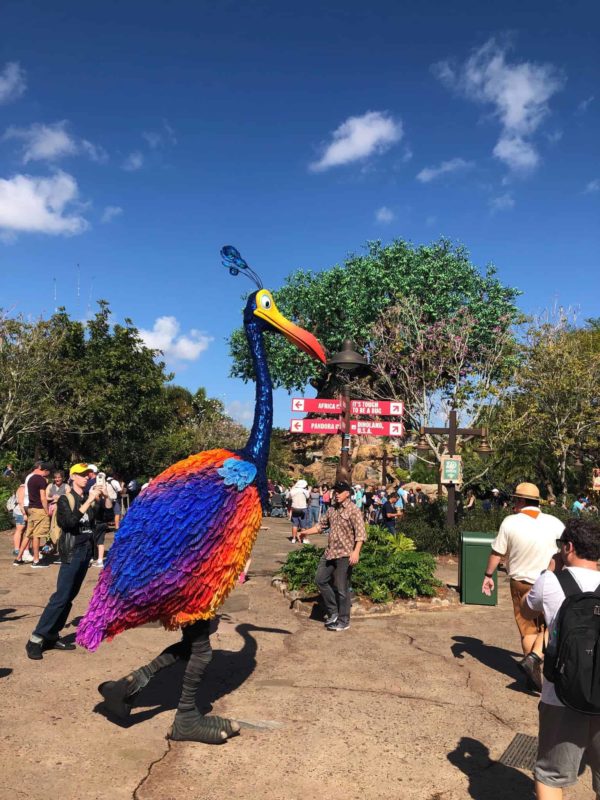 kevin up discovery island animal kingdom