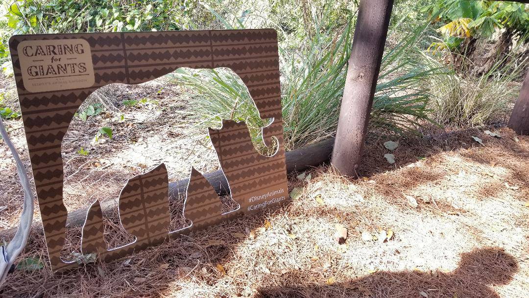 REVIEW Caring for Giants Tour Disney's Animal Kingdom