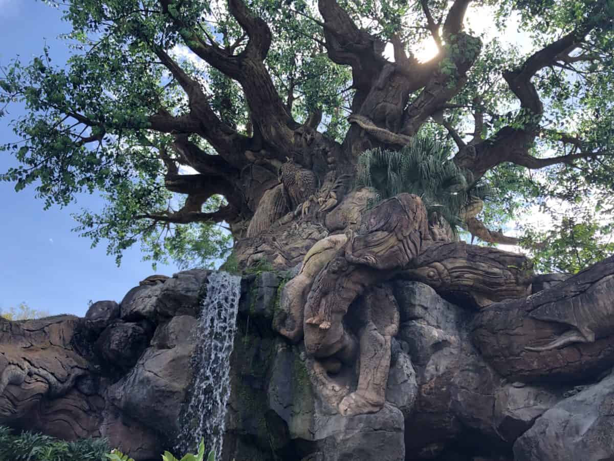 Animal kingdom
