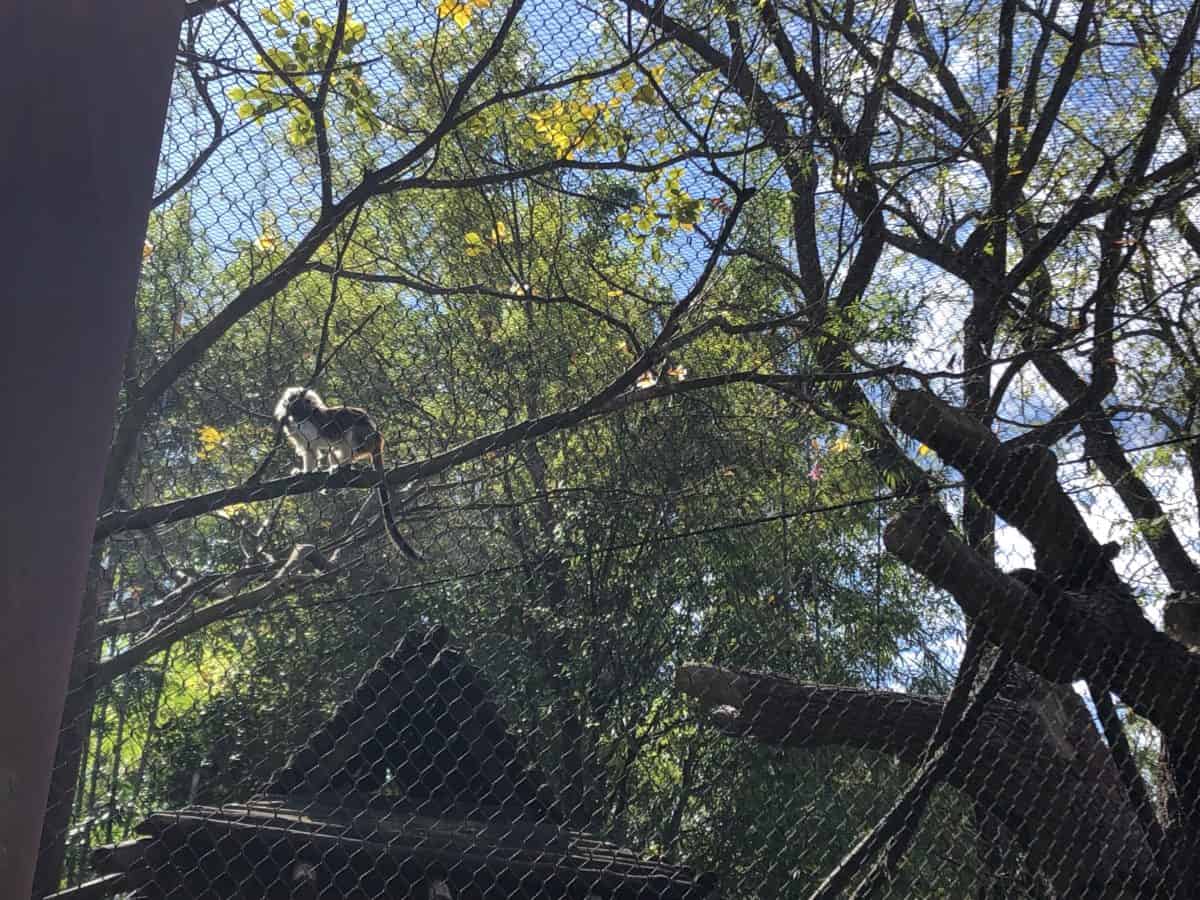 Animal kingdom