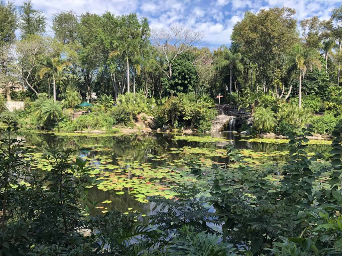 Animal kingdom
