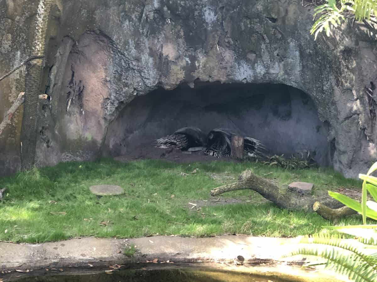 Animal kingdom