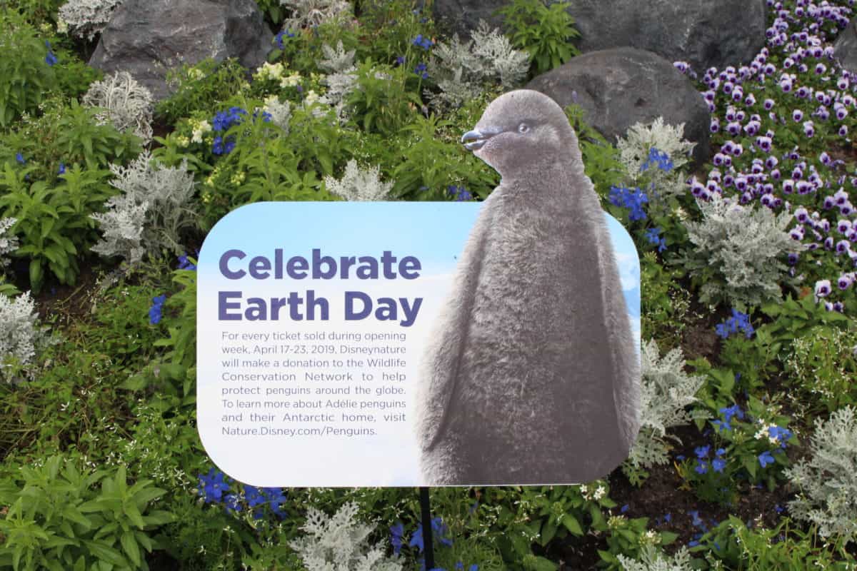 Epcot Disney Nature penguins