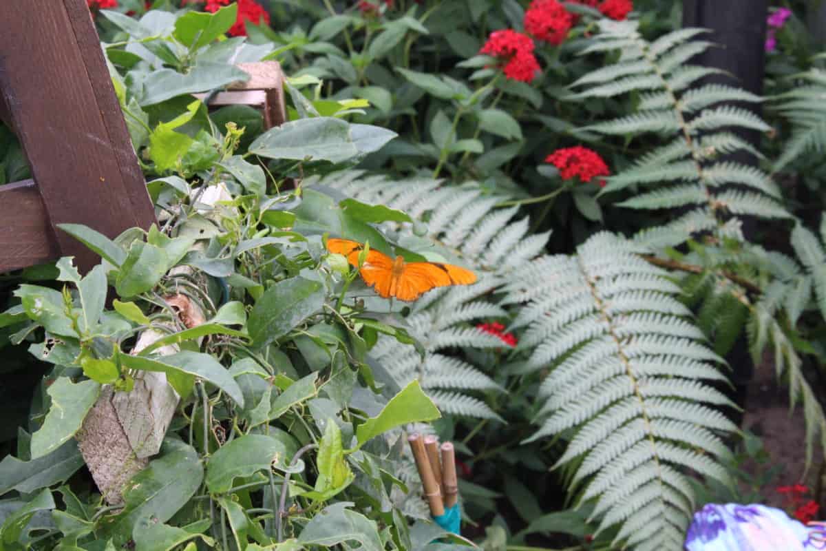 Epcot butterfly house flower and garden