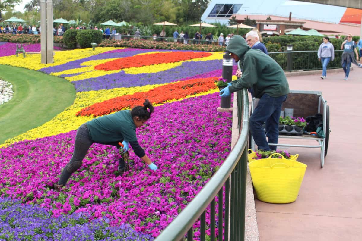 Epcot Flower and Garden festival