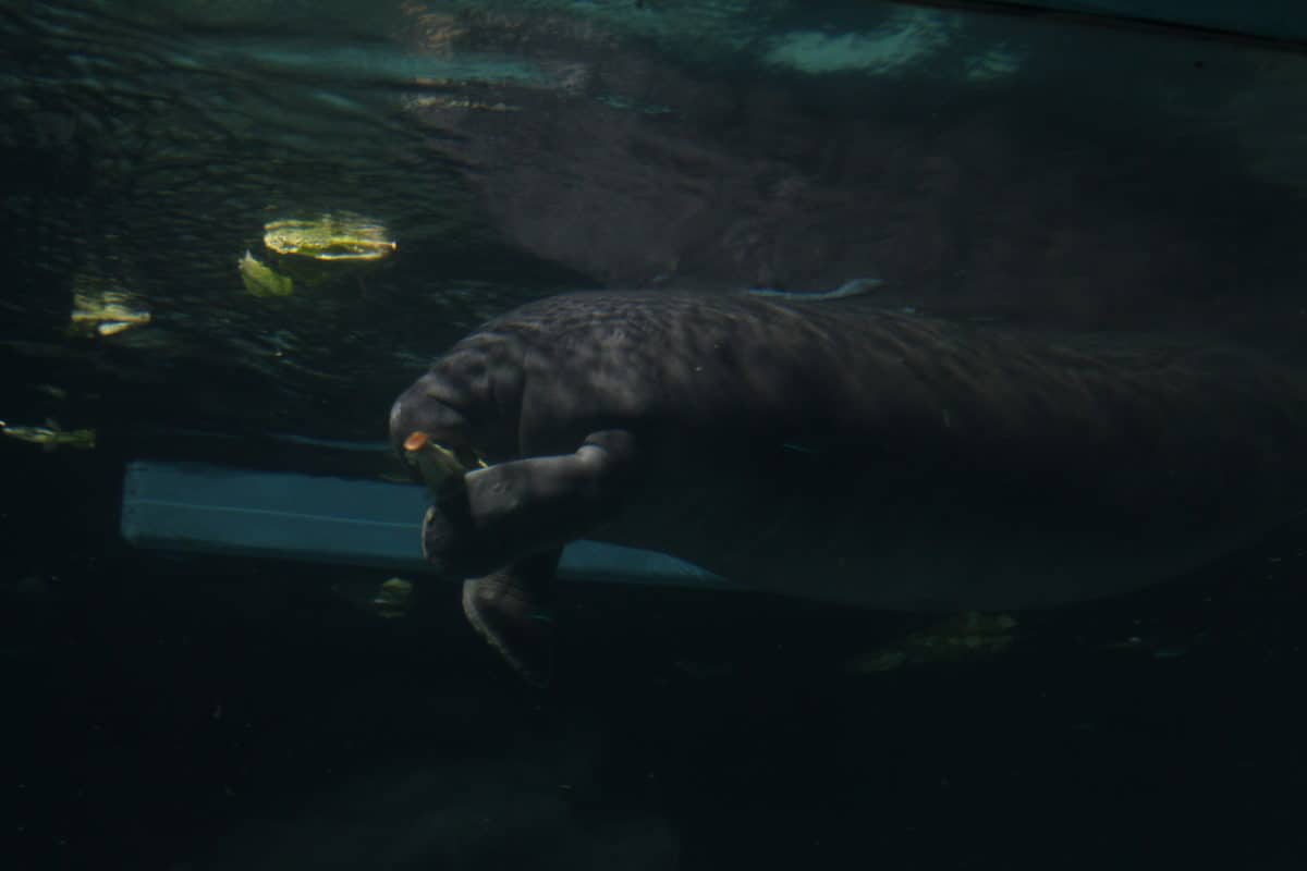 Epcot manatees