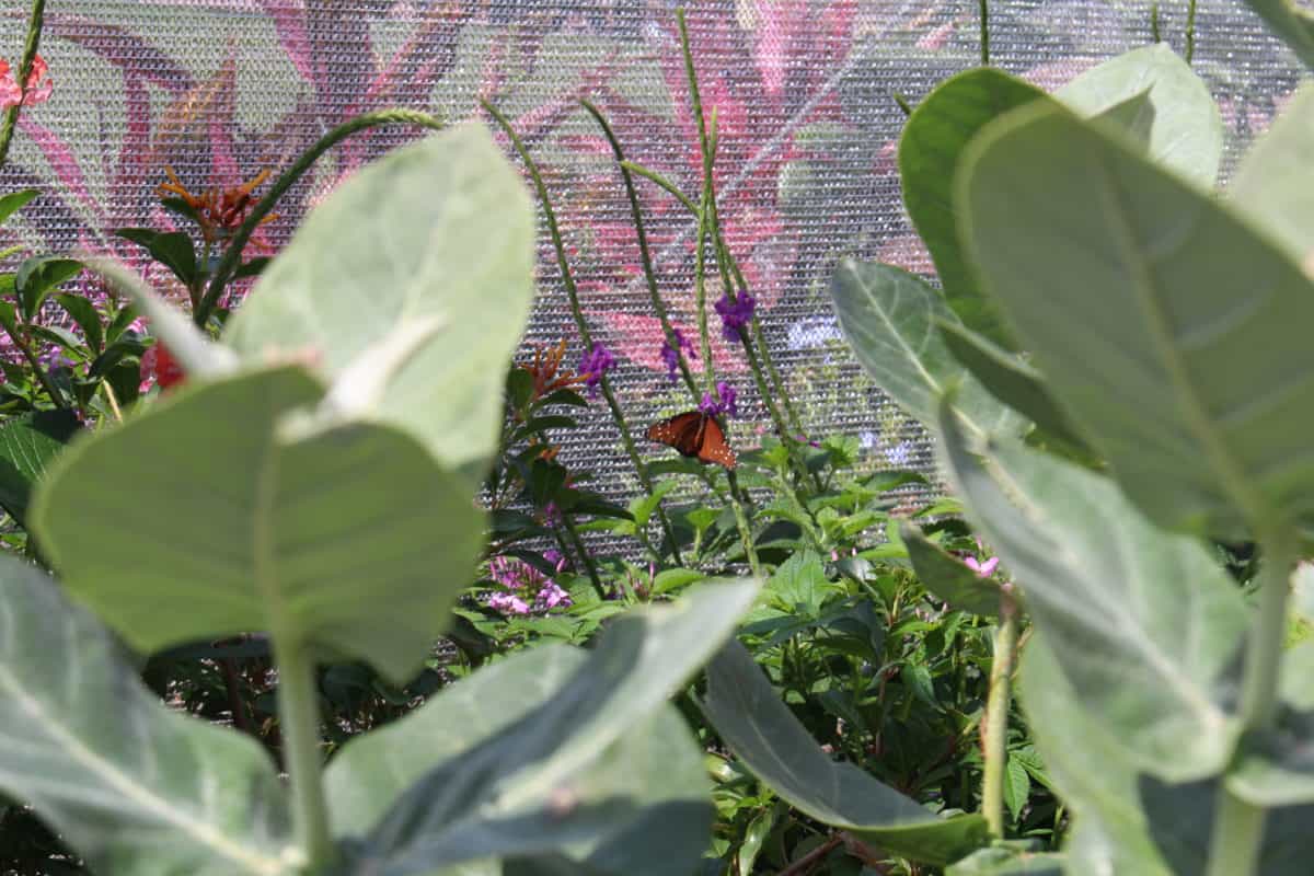 Epcot flower and garden butterfly house