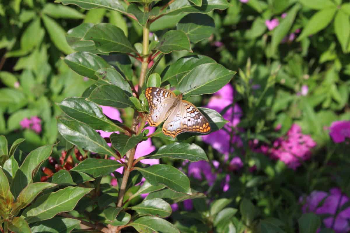 Epcot butterfly house