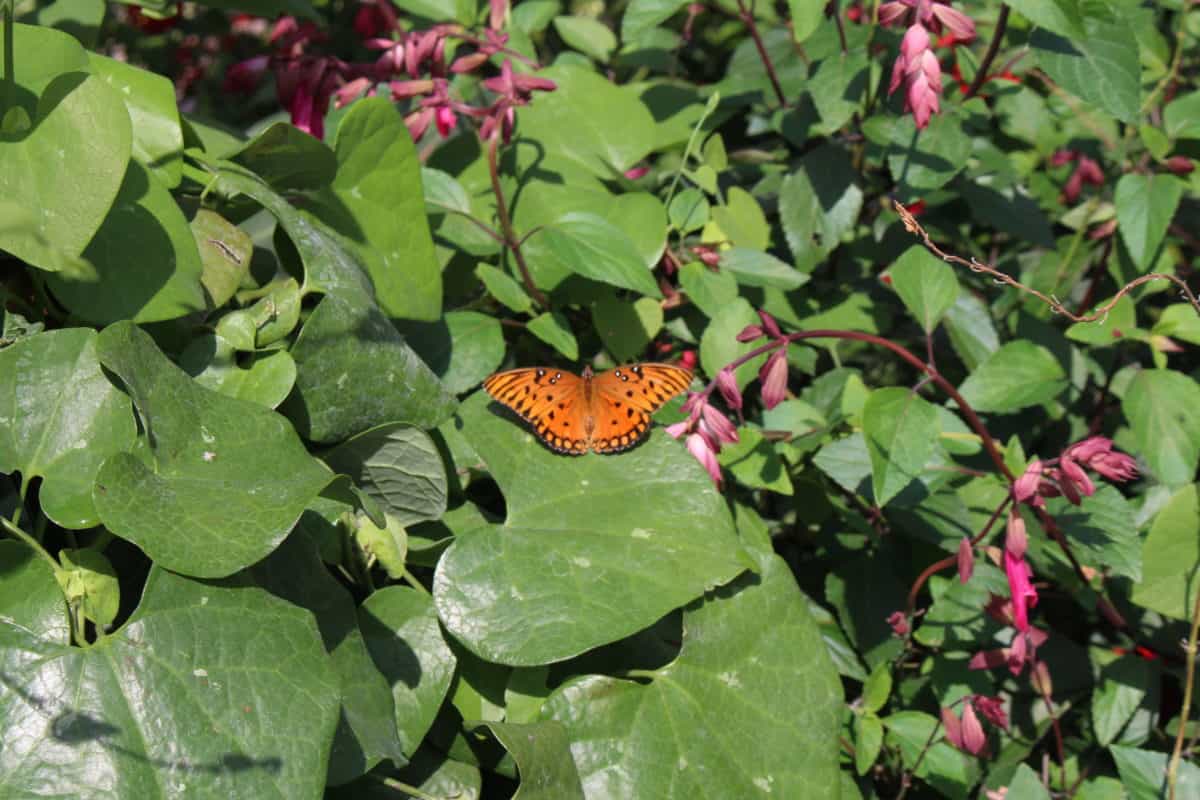 epcot butterfly garden