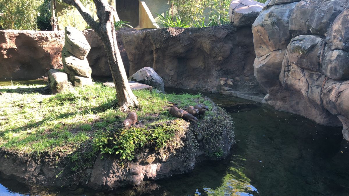 Otter Grotto