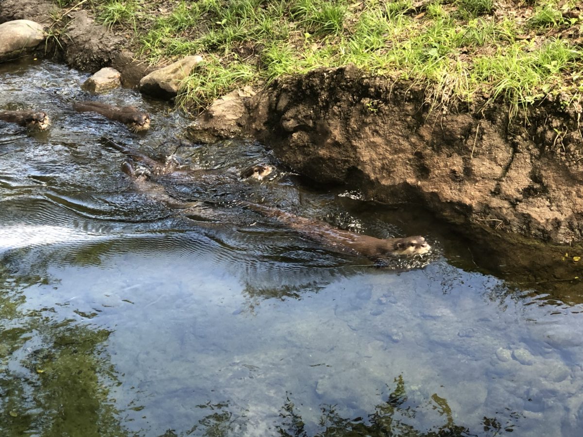 Otter Grotto