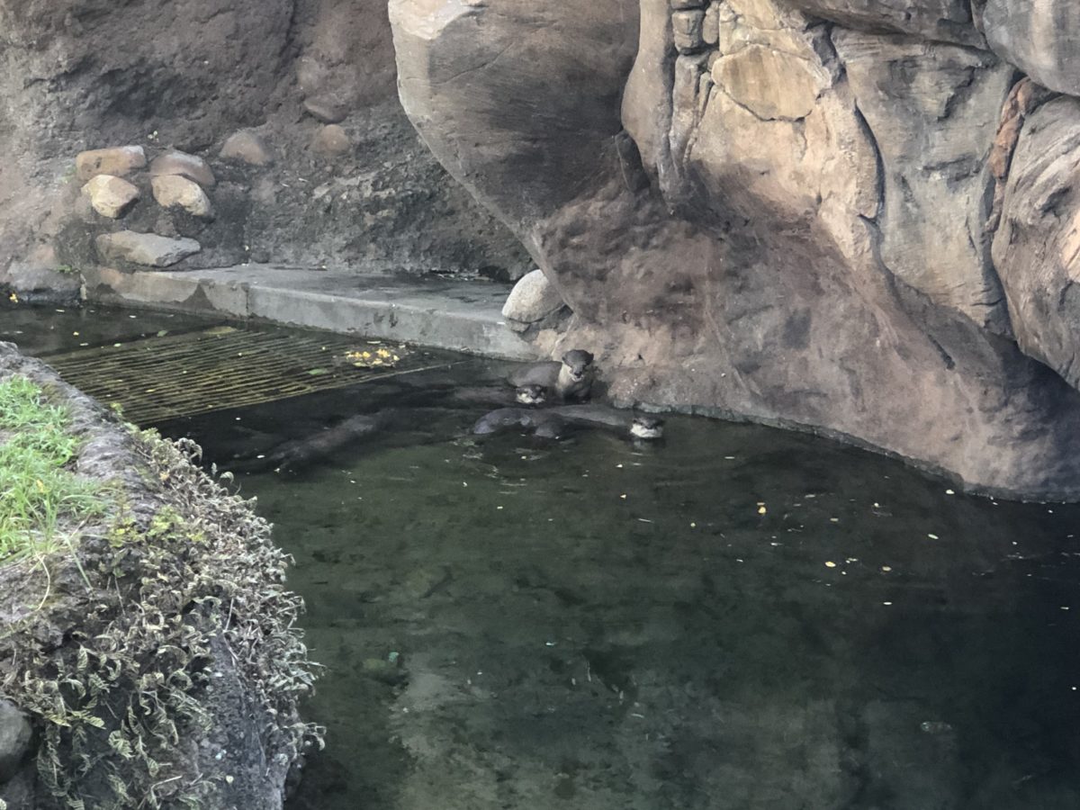 Otter Grotto