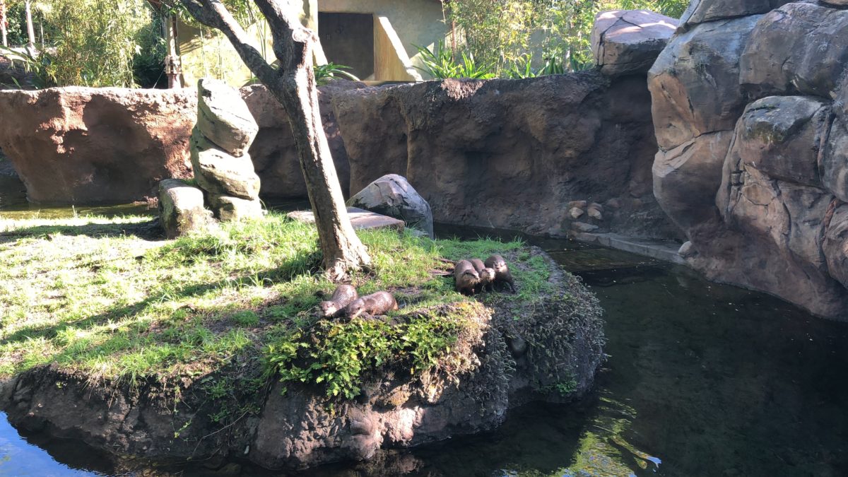 Otter Grotto 